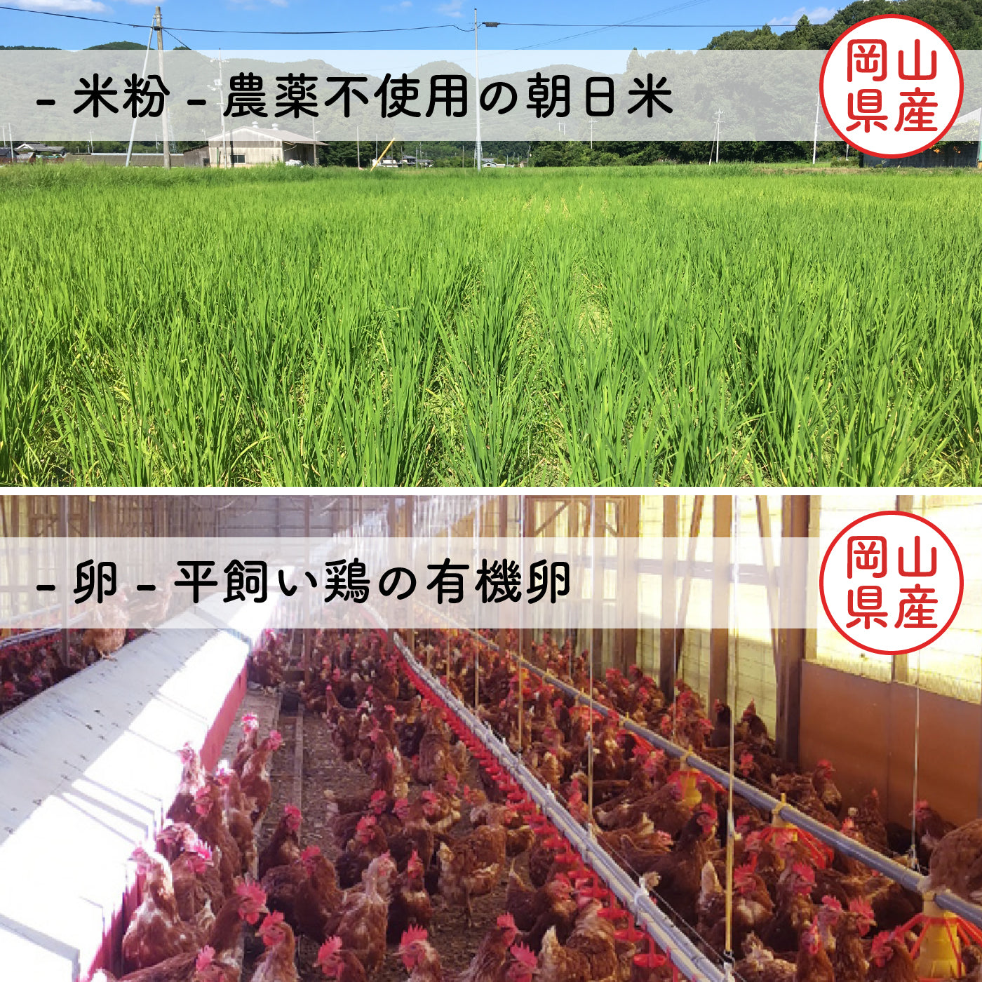 【冷凍】 米粉のミニキッシュ ギフト箱 入り【 メメシルヴィのミニキッシュ 】岡山県産 有機野菜 & おかやまジビエ 猪肉 鹿肉 牡蠣 グルテンフリー 米粉 無添加 ギフト プレゼント お土産