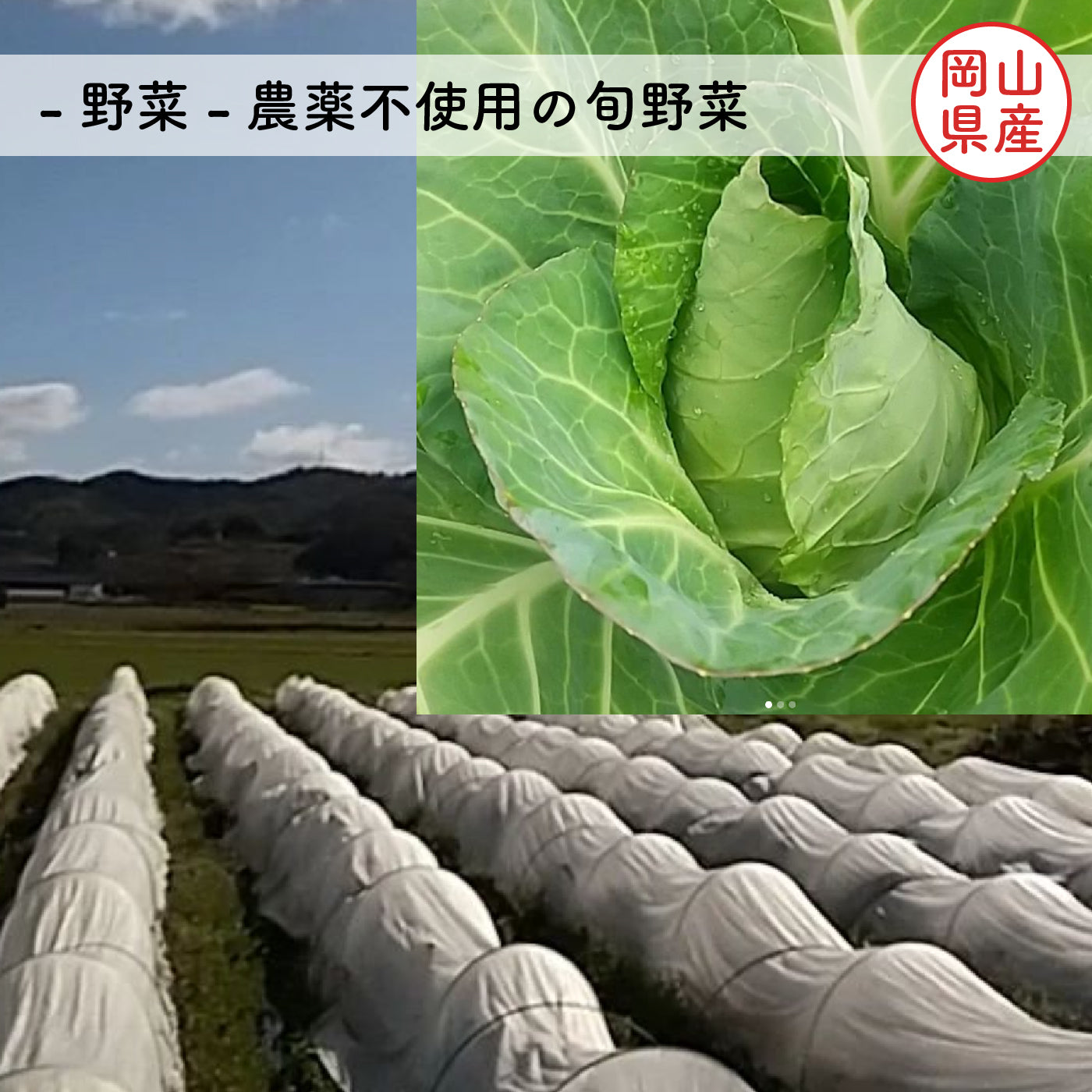 【冷凍】 米粉のミニキッシュ ギフト箱 入り【 メメシルヴィのミニキッシュ 】岡山県産 有機野菜 ＆ おかやまジビエ 猪肉 鹿肉 牡蠣 グルテンフリー 米粉 無添加 ギフト プレゼント お土産